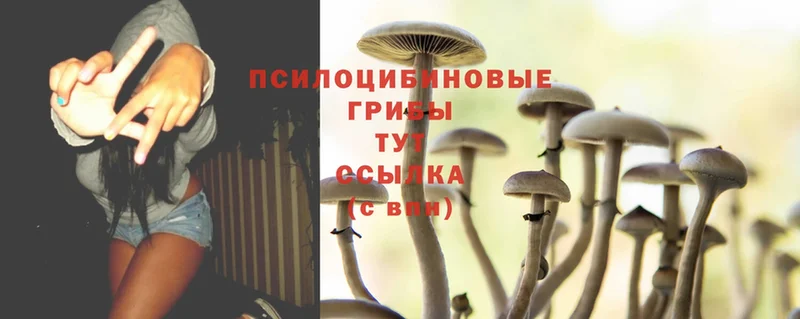 Псилоцибиновые грибы Psilocybine cubensis  Заозёрный 